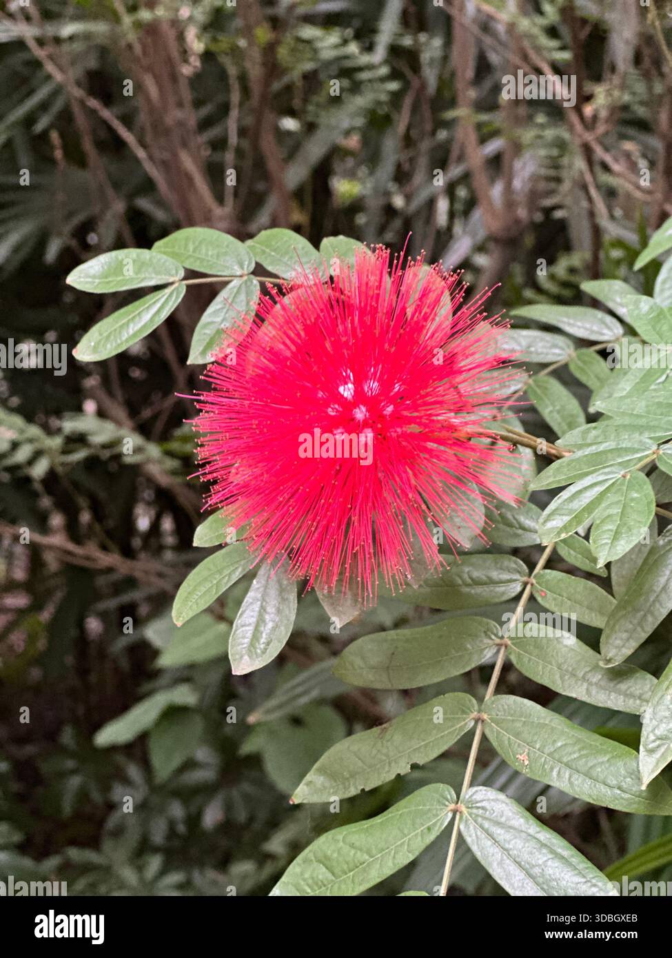 Leuchtend rote Puderblume blüht inmitten üppig grüner Laub in einer Gartenumgebung Stockfoto