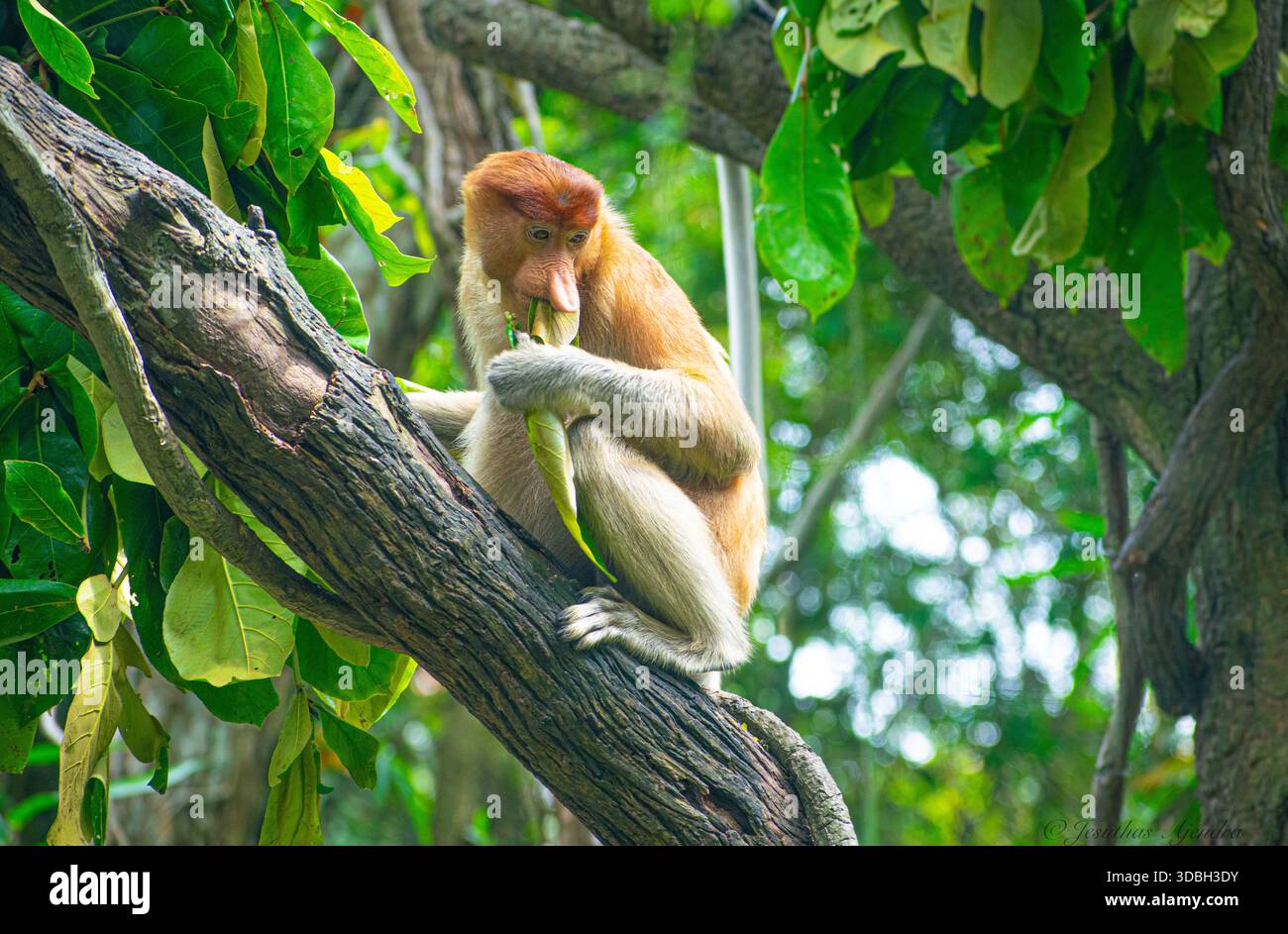Proboscis Affe (Nasalis larvatus) in einem Gehege Stockfoto