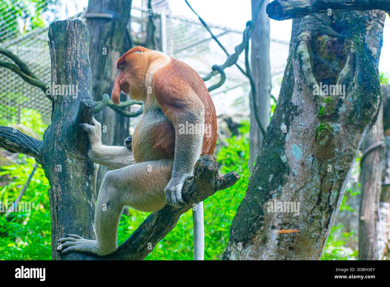 Proboscis Affe (Nasalis larvatus) in einem Gehege Stockfoto