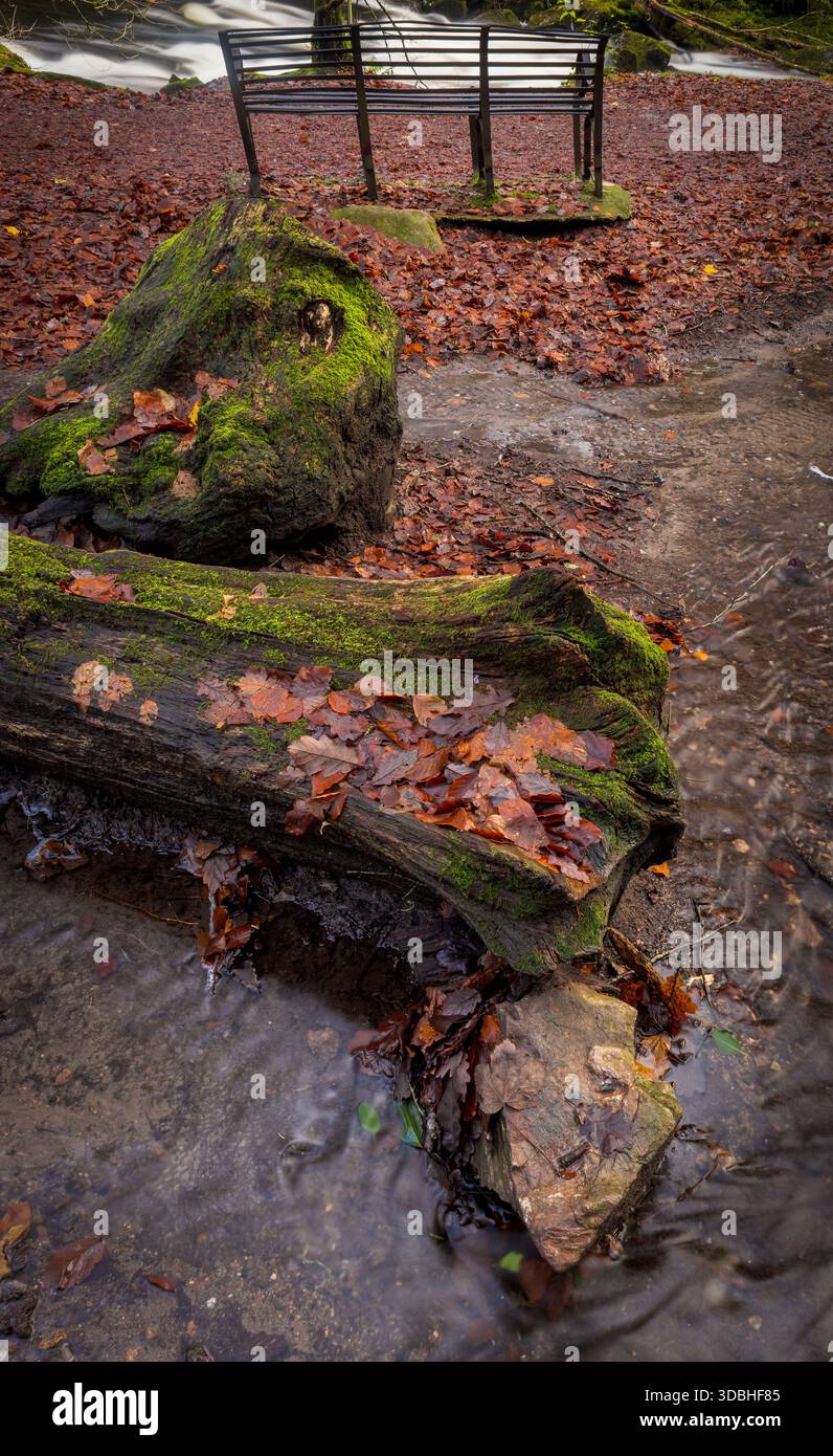 Gefallener Baum, Herbstlaub und überfluteter Pfad in Waldrand Walk, Devon, Großbritannien Stockfoto