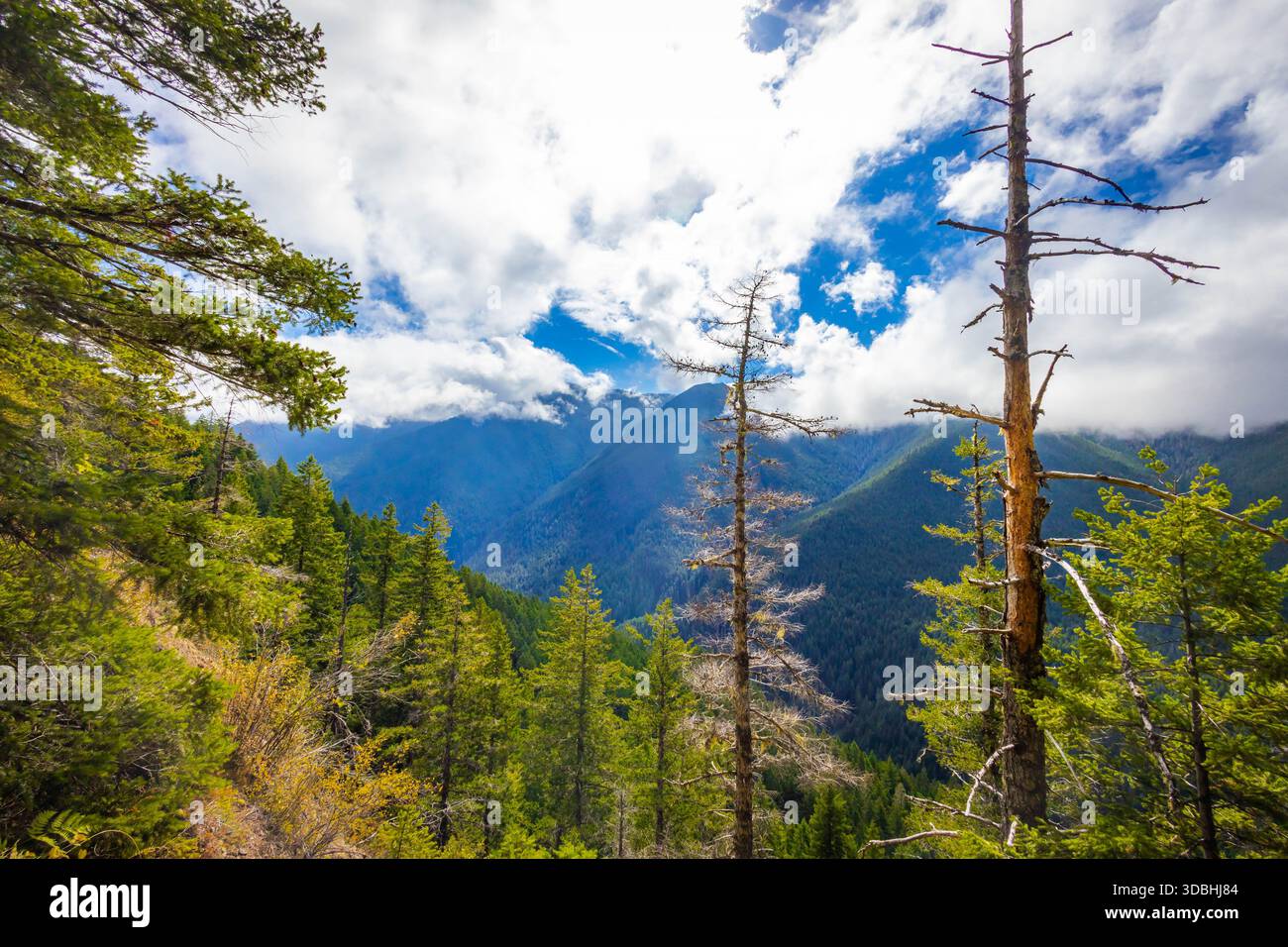 Ein malerischer Blick fängt die riesigen, zerklüfteten Berge der Olympic Peninsula ein und zeigt majestätische Gipfel und tiefe Täler innerhalb des Olympic National P Stockfoto