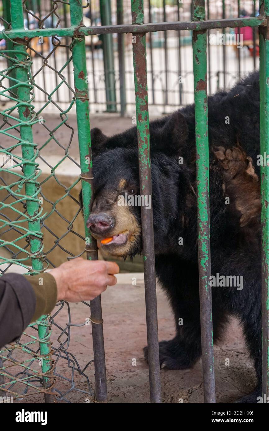 Der asiatische Schwarzbär (Ursus thibetanus) wird von Hand durch Bars in einem kleinen Gehege im Zoo von Gizeh in Kairo, Ägypten, gespeist Stockfoto
