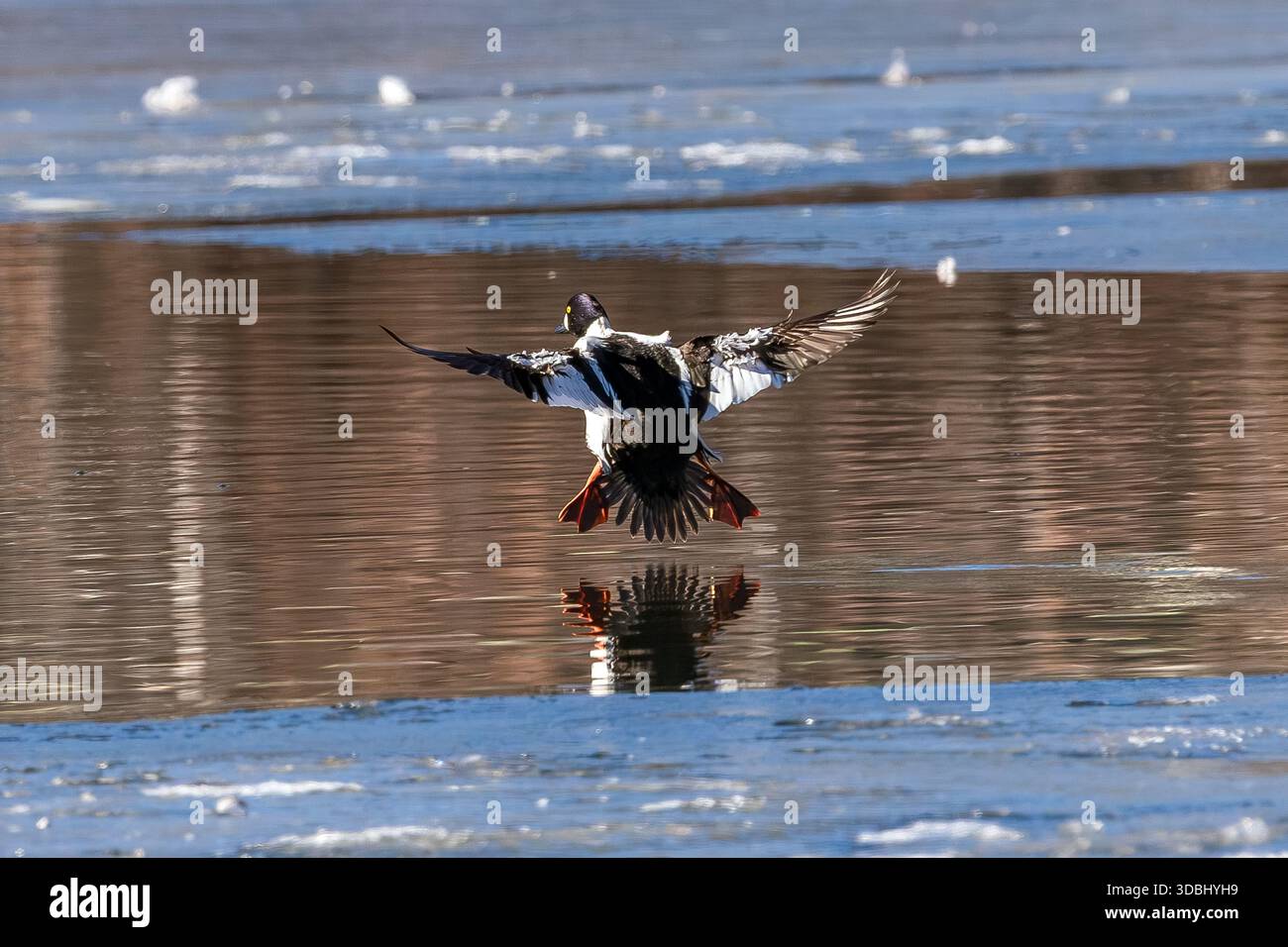 Eine gewöhnliche Goldenaugenente, die mit ausgebreiteten Flügeln und Körper in einem winterlichen See landet. Stockfoto