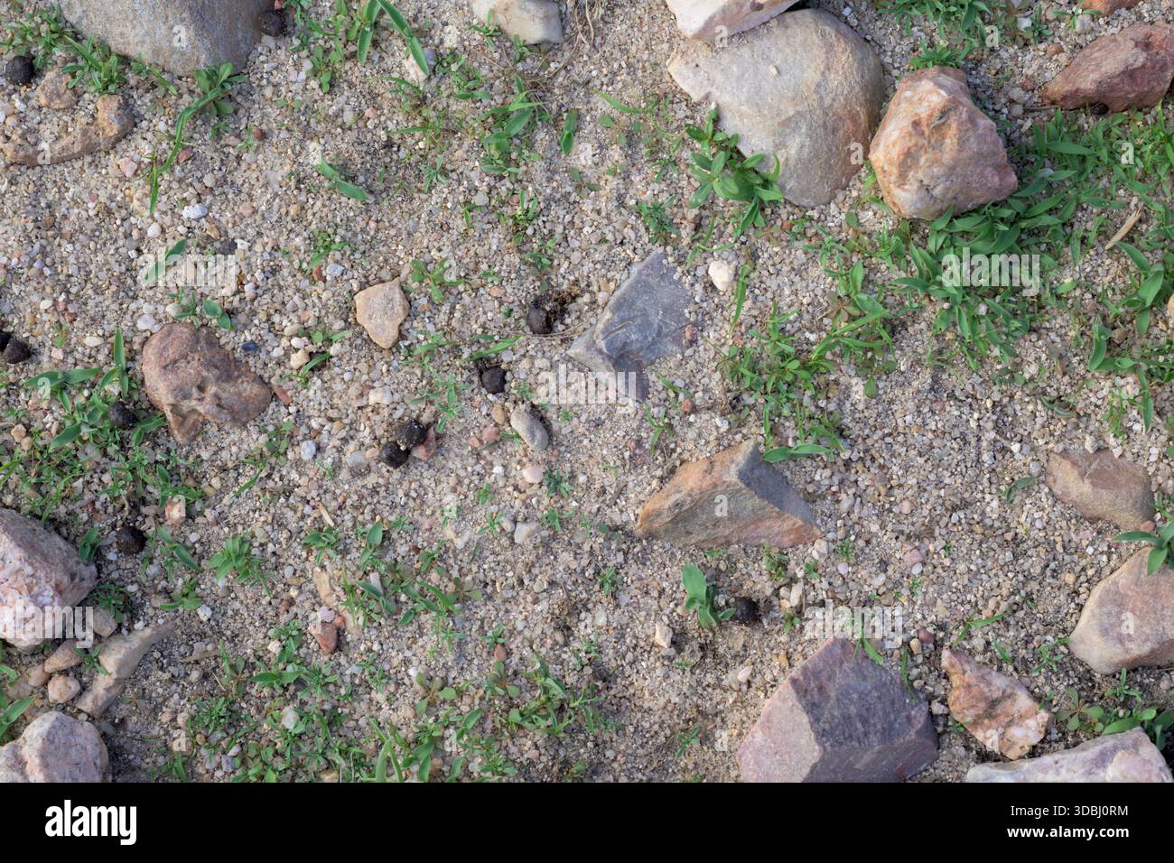 Ziegenmist Ziegenkot Ziege Stockfotografie - Alamy