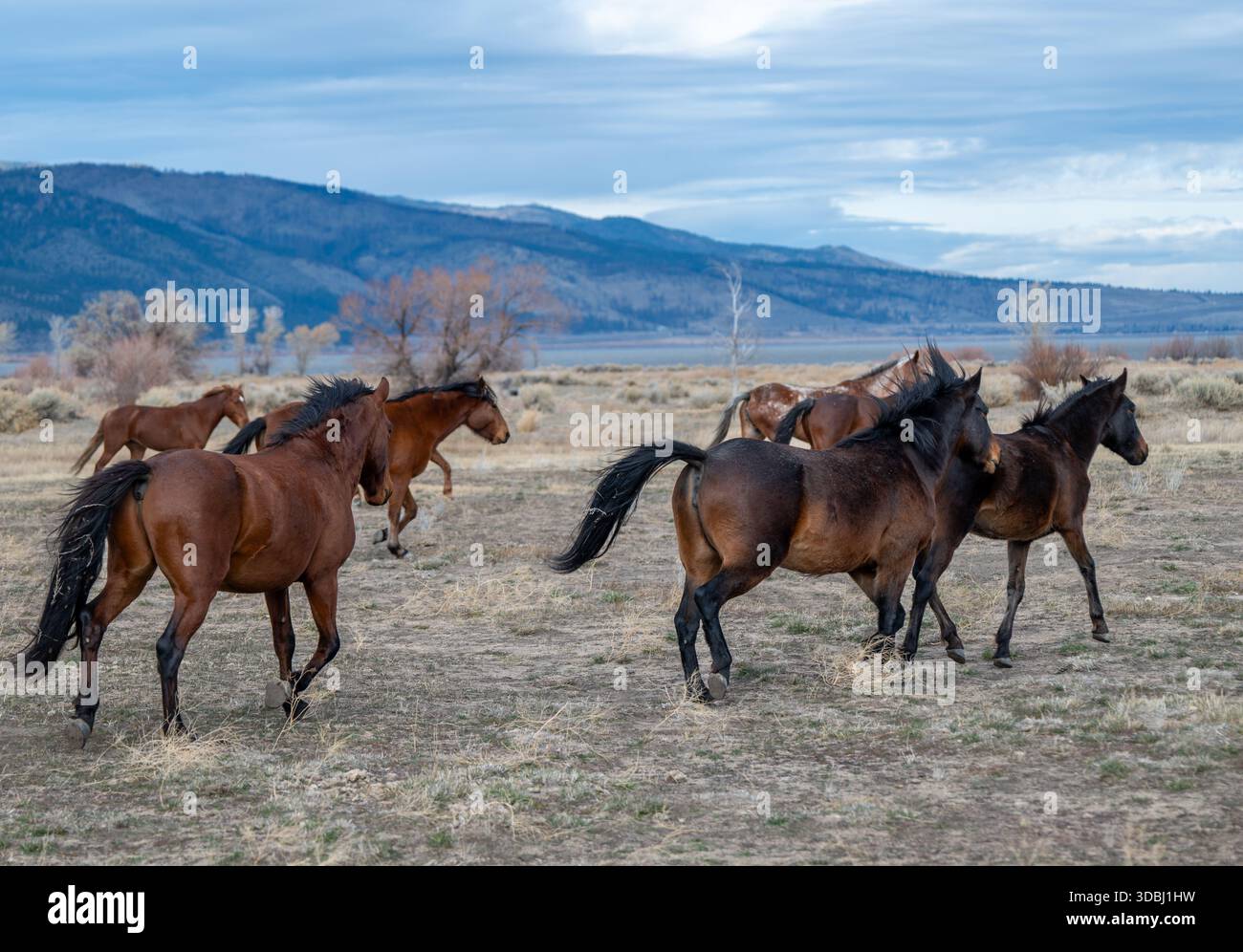 Eine Herde wilder Kastanienpferde galoppiert an einem kalten Wintermorgen in Richtung Washoe Lake mit Carson Mountains im Hintergrund. Stockfoto
