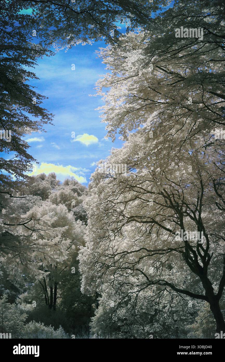 Lake Vyrnwy Sculpture Park Trees and SKY Llanwddyn, Powys, Shropshire SY10 0LY England Vereinigtes Königreich Stockfoto