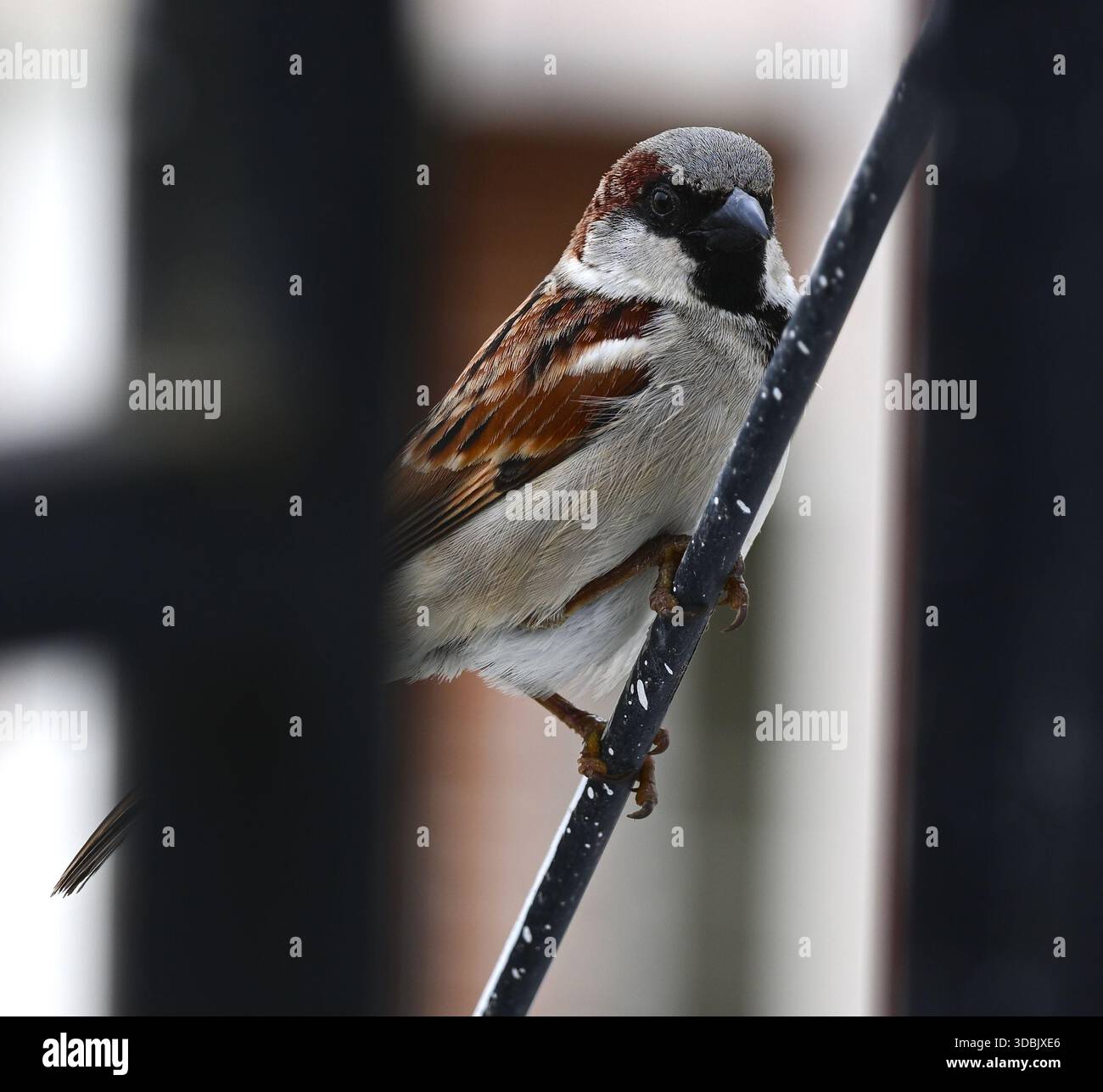 Indischer Sparrow Stockfoto
