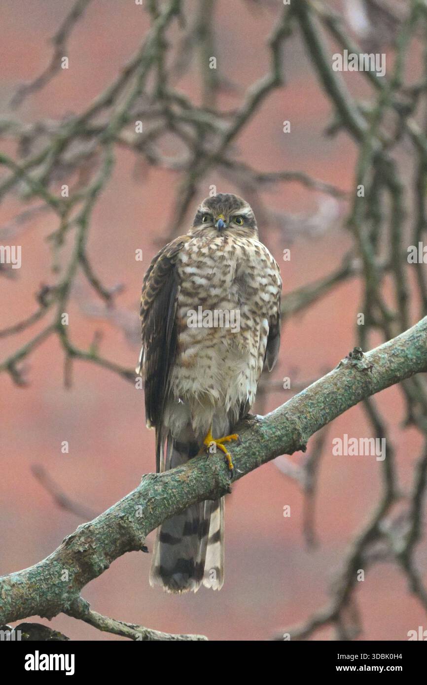 Britischer Raubvogel, weiblicher eurasischer Sparrowhawk, Accipiter nisus im blattlosen Maulbeerbaum UK Dezember Stockfoto