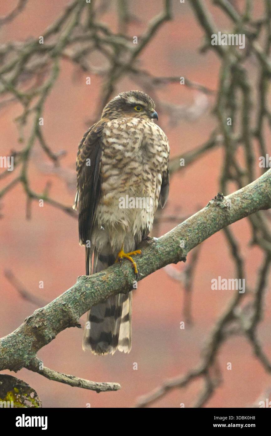 Britischer Raubvogel, weiblicher eurasischer Sparrowhawk, Accipiter nisus im blattlosen Maulbeerbaum UK Dezember Stockfoto