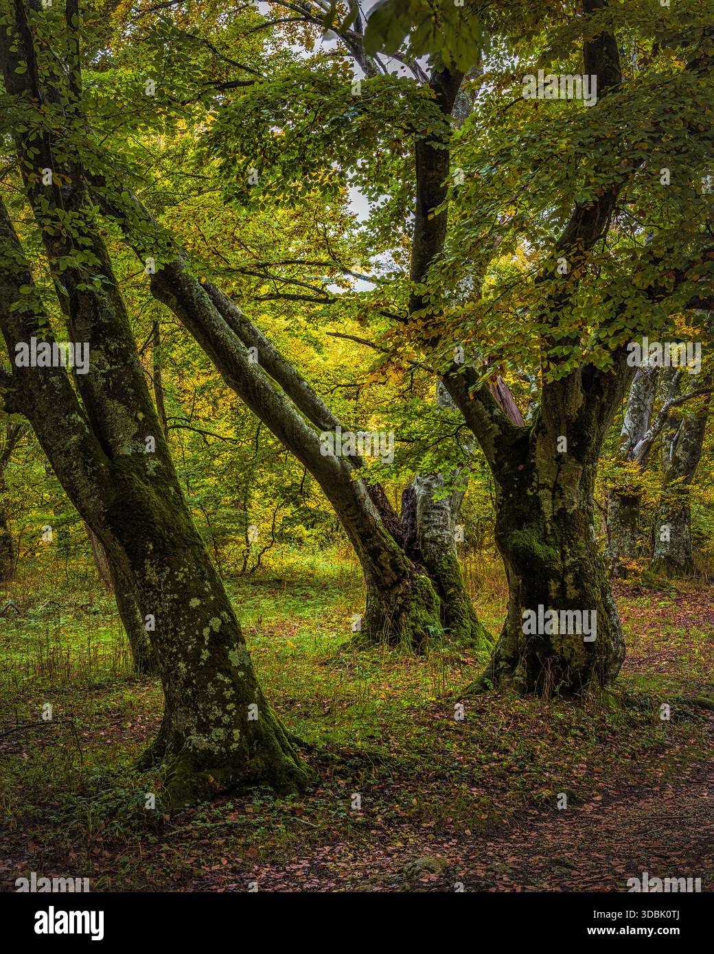 Moosbedeckte Unterhosen harmonieren mit dem hellgrünen Laub. Abruzzen, Italien, Europa Stockfoto