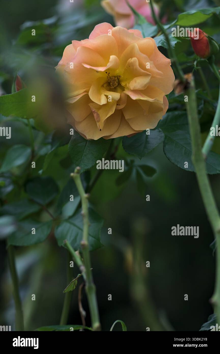 Gelbe Rose in Blüte an einem Stiel aus der Nähe gesehen Stockfoto
