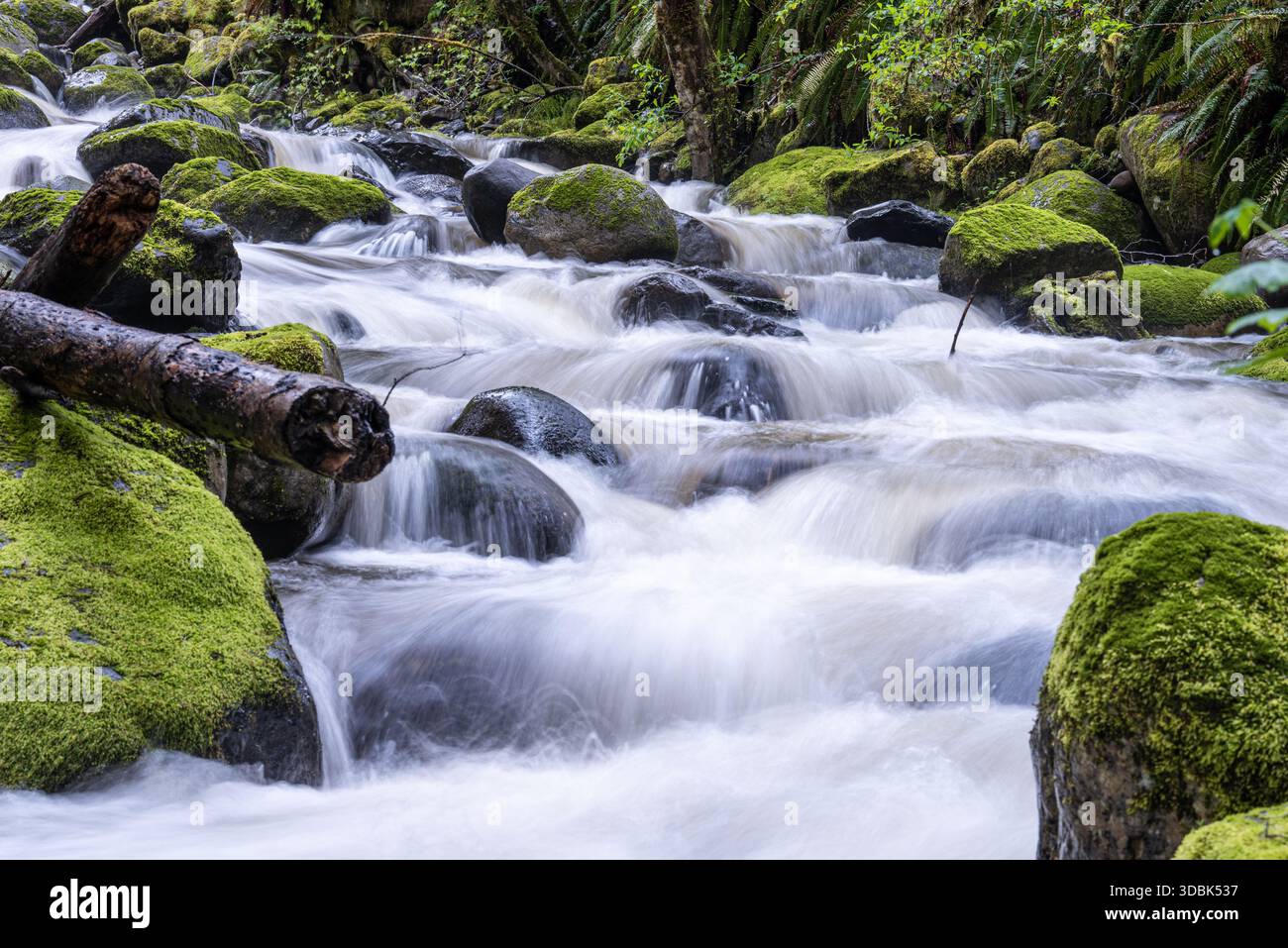 Blick auf die pulsierenden, rauschenden Bachkaskaden über moosbedeckte Felsen und umgestürzte Baumstämme in einem üppigen, smaragdgrünen Wald, Carbonado, Washington, USA. Stockfoto