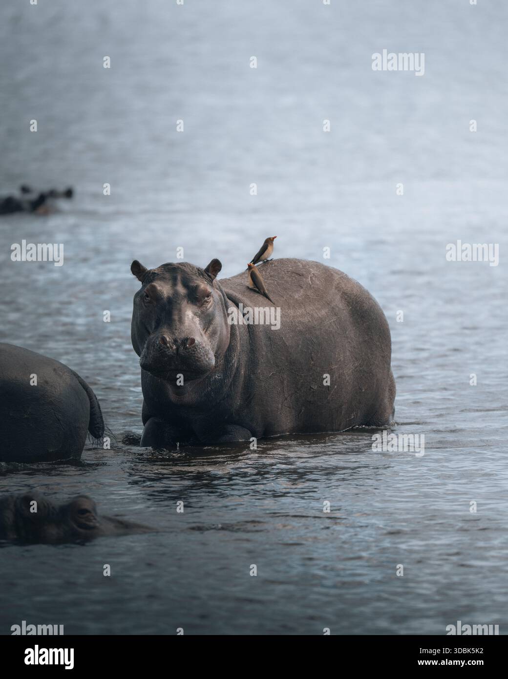 Blick auf einen großen Flusspferd, der im kühlen, plätschernden Wasser steht, einen kleinen Vogel auf seinem Rücken, der sich von den gedämpften Flusstönen abhebt, Stockfoto