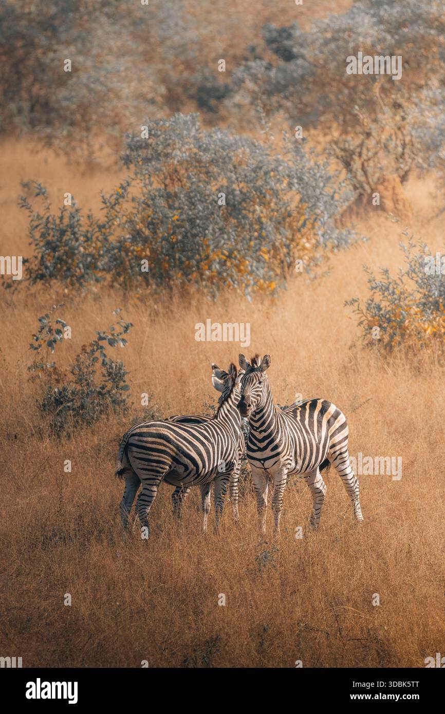 Blick auf Zebras stehen zusammen auf dem goldenen, sonnenverwöhnten Feld, deren Streifen einen markanten Kontrast zu den gedämpften Tönen der afrikanischen Savanne Hazyv bilden Stockfoto
