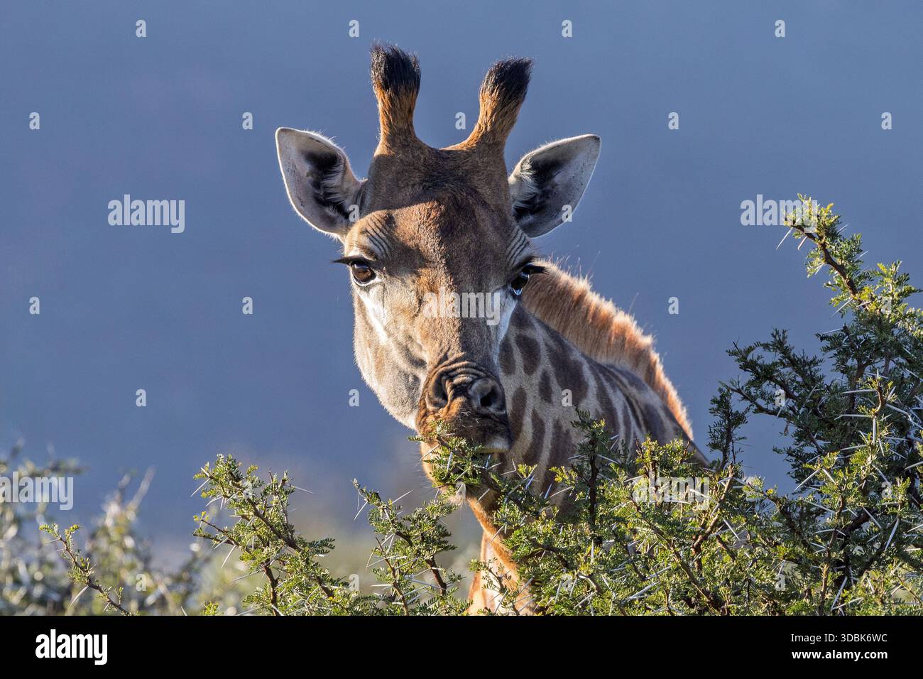 Südafrikanische Giraffe, weiblich, Samara Nature Reserve, Eastern Karoo, Südafrika, Stockfoto