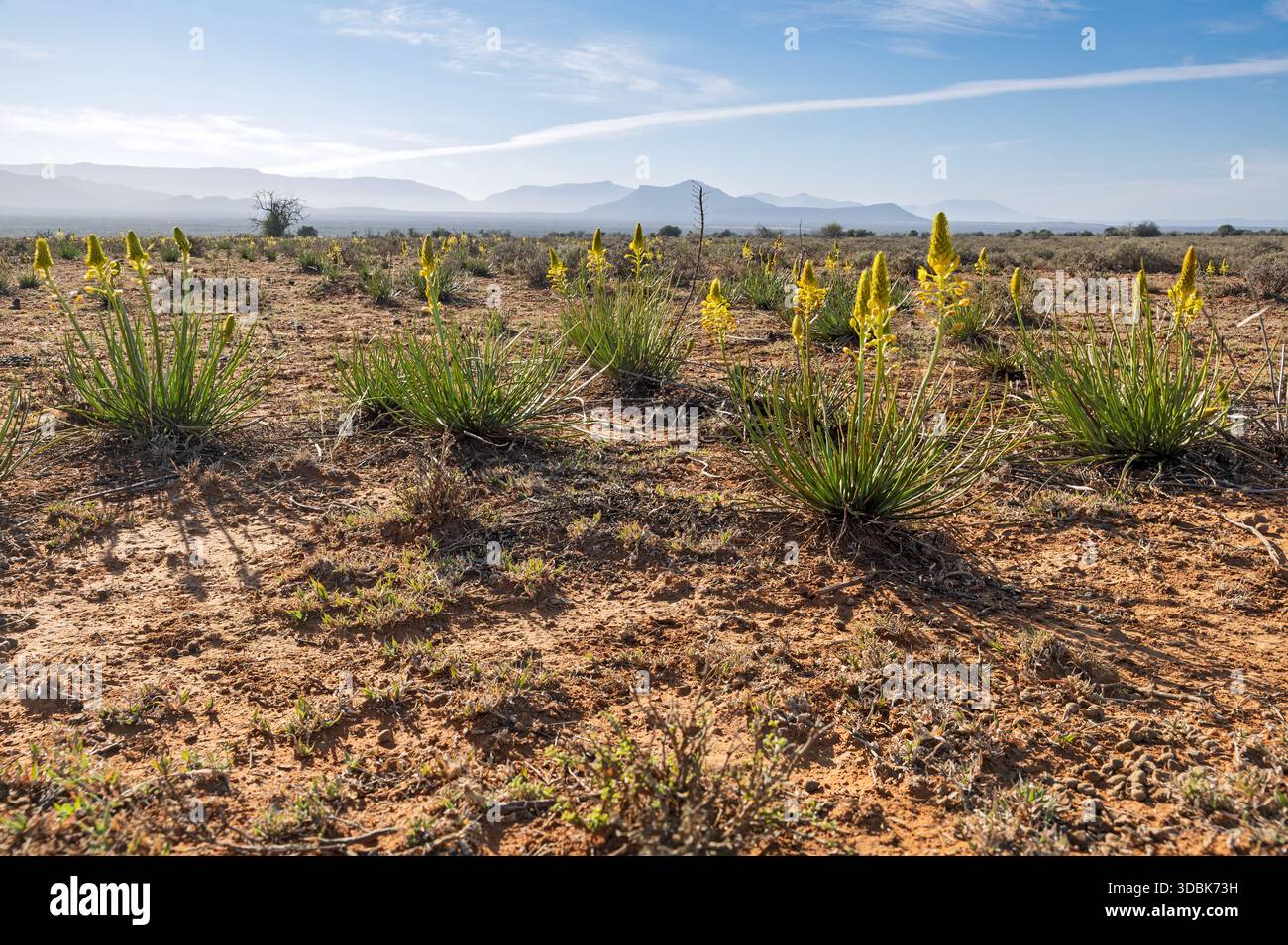 Schmalblättrige bulbine mit traditionellen medizinischen Eigenschaften, Samara Nature Reserve, Eastern Karoo, Südafrika, Stockfoto