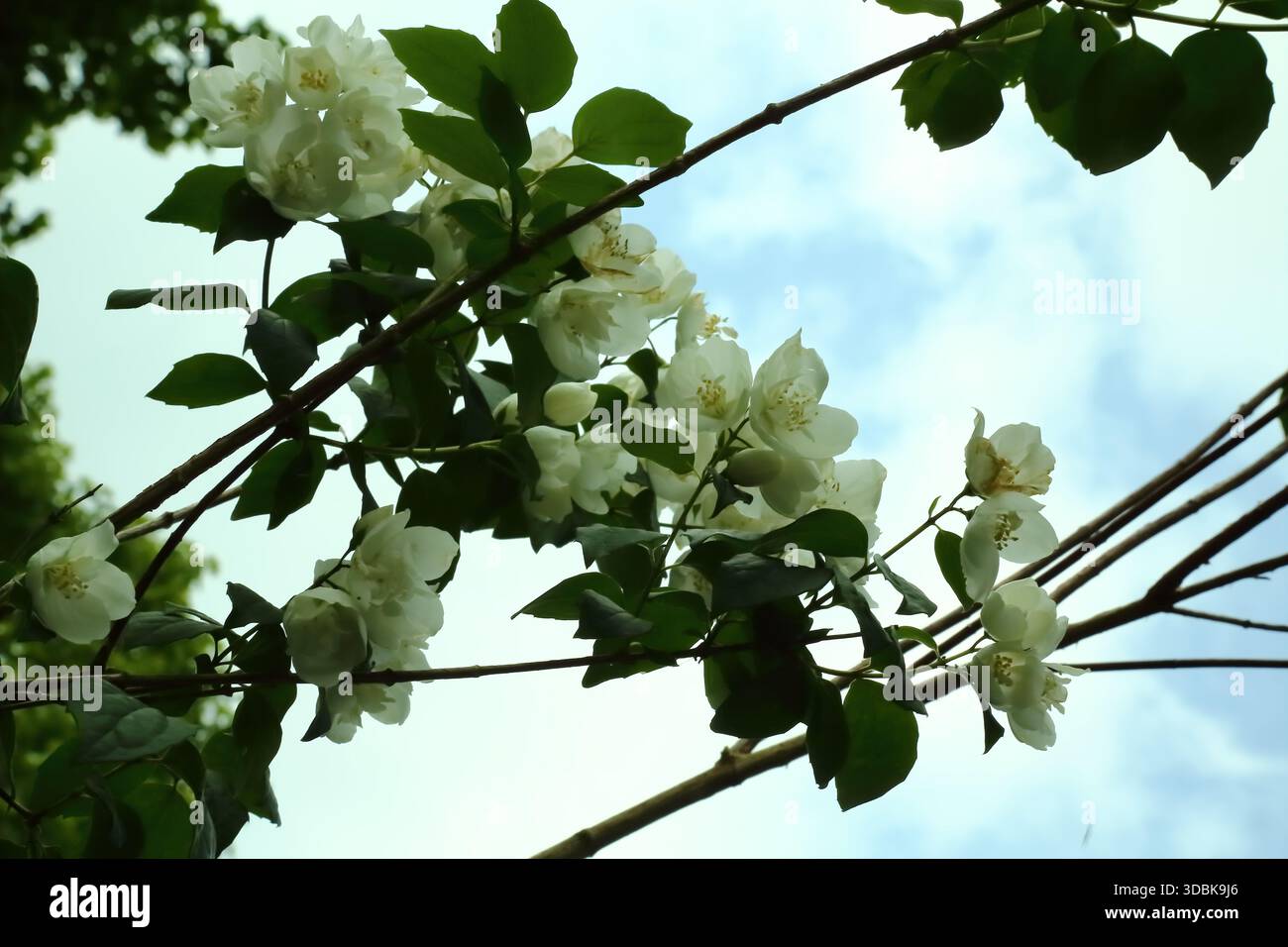Weiße Jasminblüten auf Ästen vor dem hellen Sommerhimmel Stockfoto