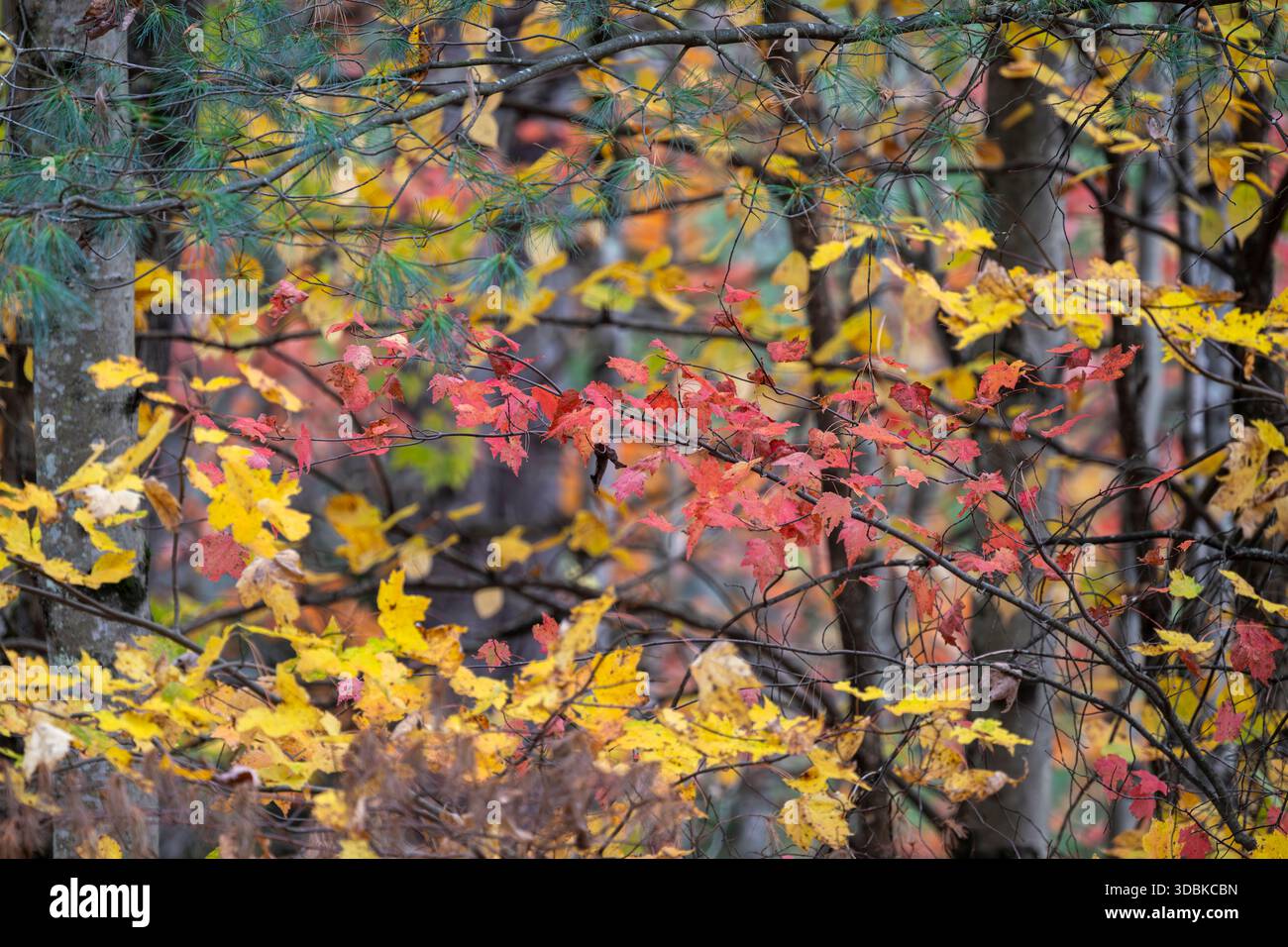 Herbstfarbe, in der Nähe von Stowe, Vermont Stockfoto