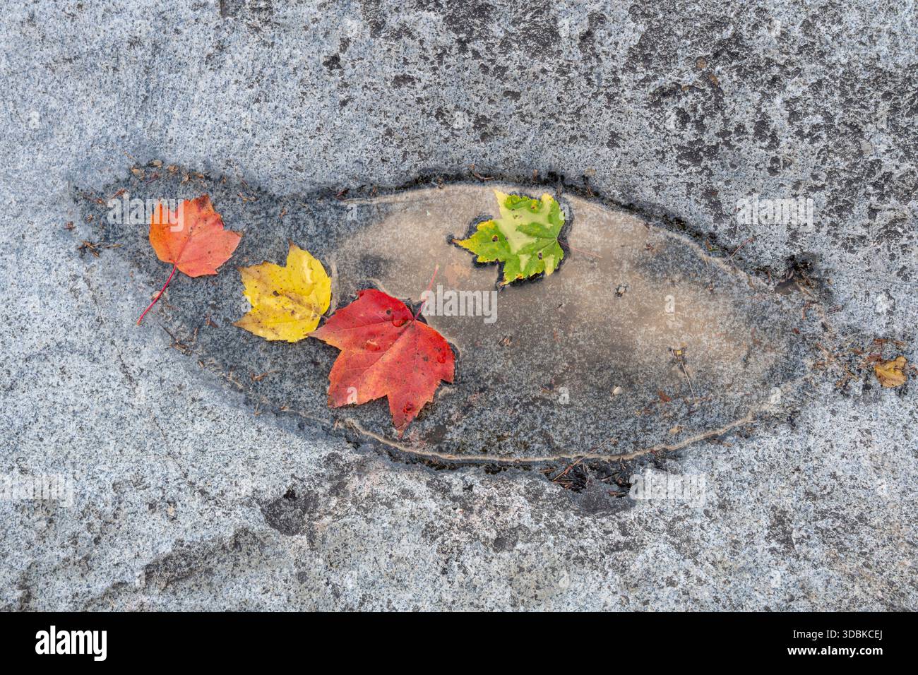 Herbstfarbe, Ahornblätter im felsigen Wasserbecken, Rocky Gorge Scenic Area, Kancamagus Highway, New Hampshire Stockfoto
