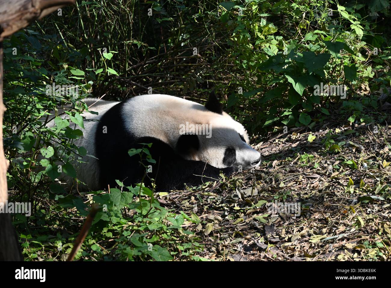 Riesenpanda liegt und schläft am sonnigen Tag im Zoo auf dem Boden Stockfoto