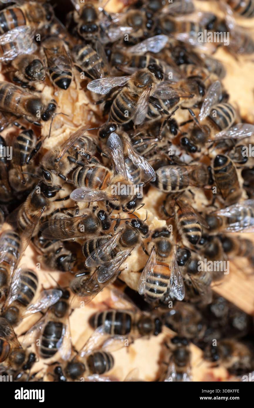 Honigbienen (apis melifera) im Bienenstock Stockfoto