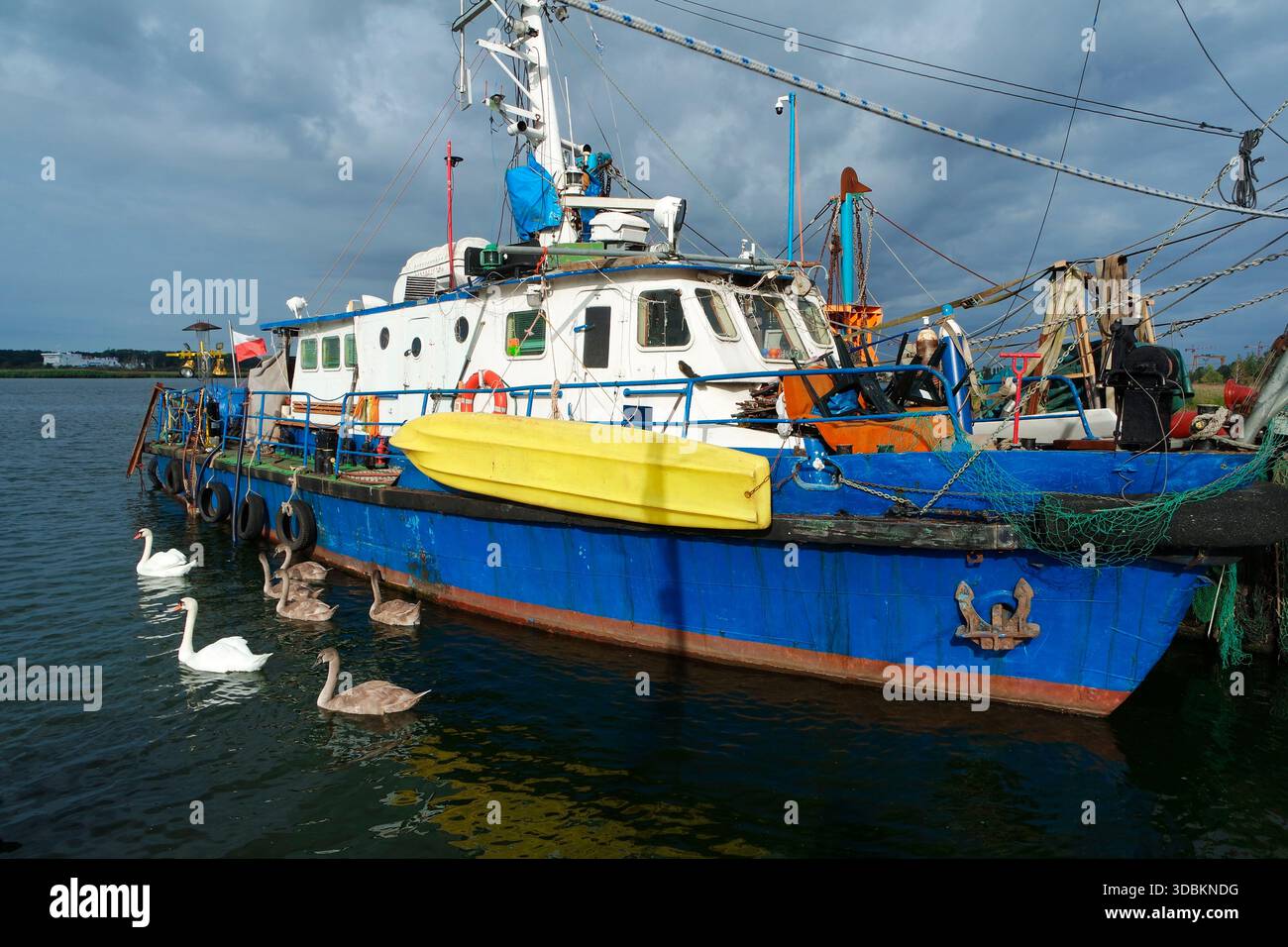 Schwan-Familie auf dem alten Fischerboot Stockfoto