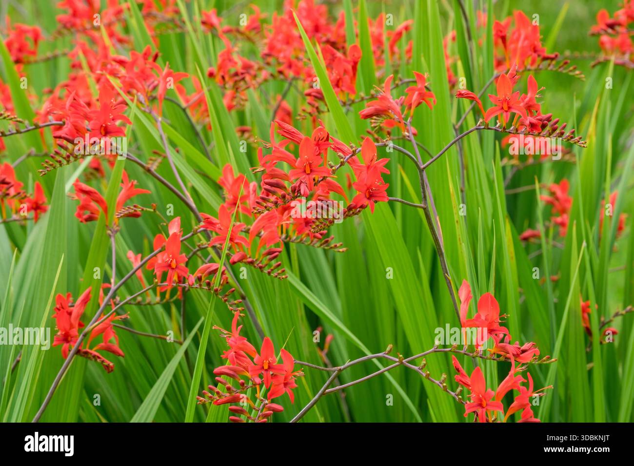 Crocosmia Lucifer, Montbretia Lucifer, bogenförmige dunkelrote Blütenstämme, orange, röhrenförmige Blüten Stockfoto