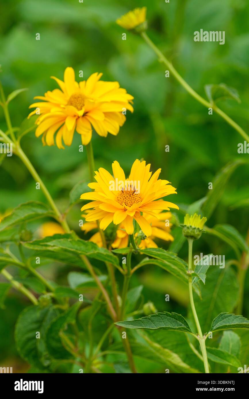 Heliopsis helianthoides scabra Waterperry Gold, North American oxeye Waterperry Gold, tiefgelbe, halbdoppelte Blütenköpfe Stockfoto