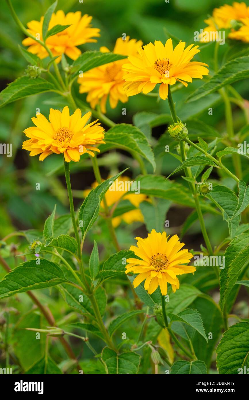 Heliopsis helianthoides scabra Waterperry Gold, North American oxeye Waterperry Gold, tiefgelbe, halbdoppelte Blütenköpfe Stockfoto