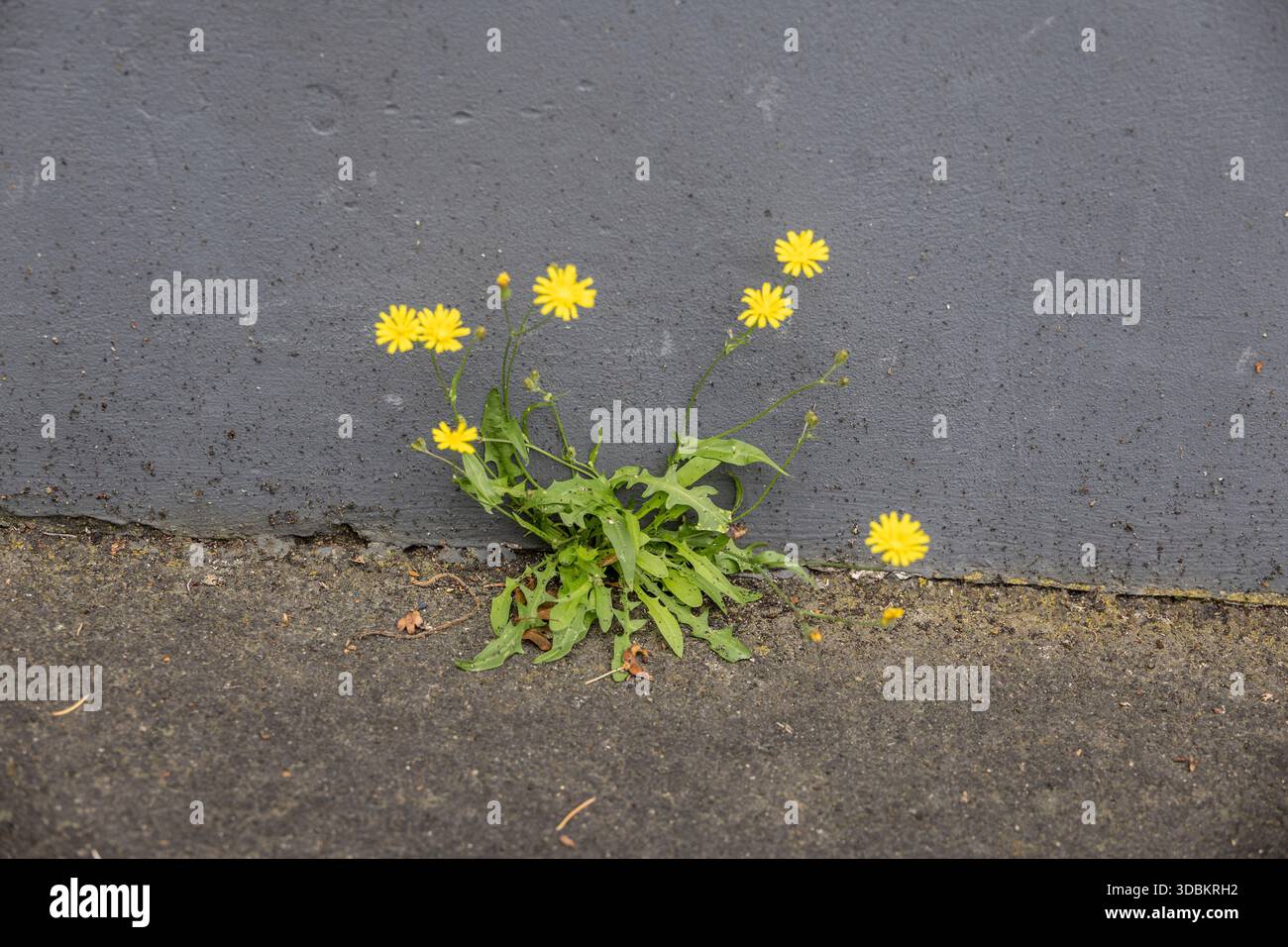Einsame Wiese Pippau wächst auf Mauerwerk mit gelben Blüten Stockfoto