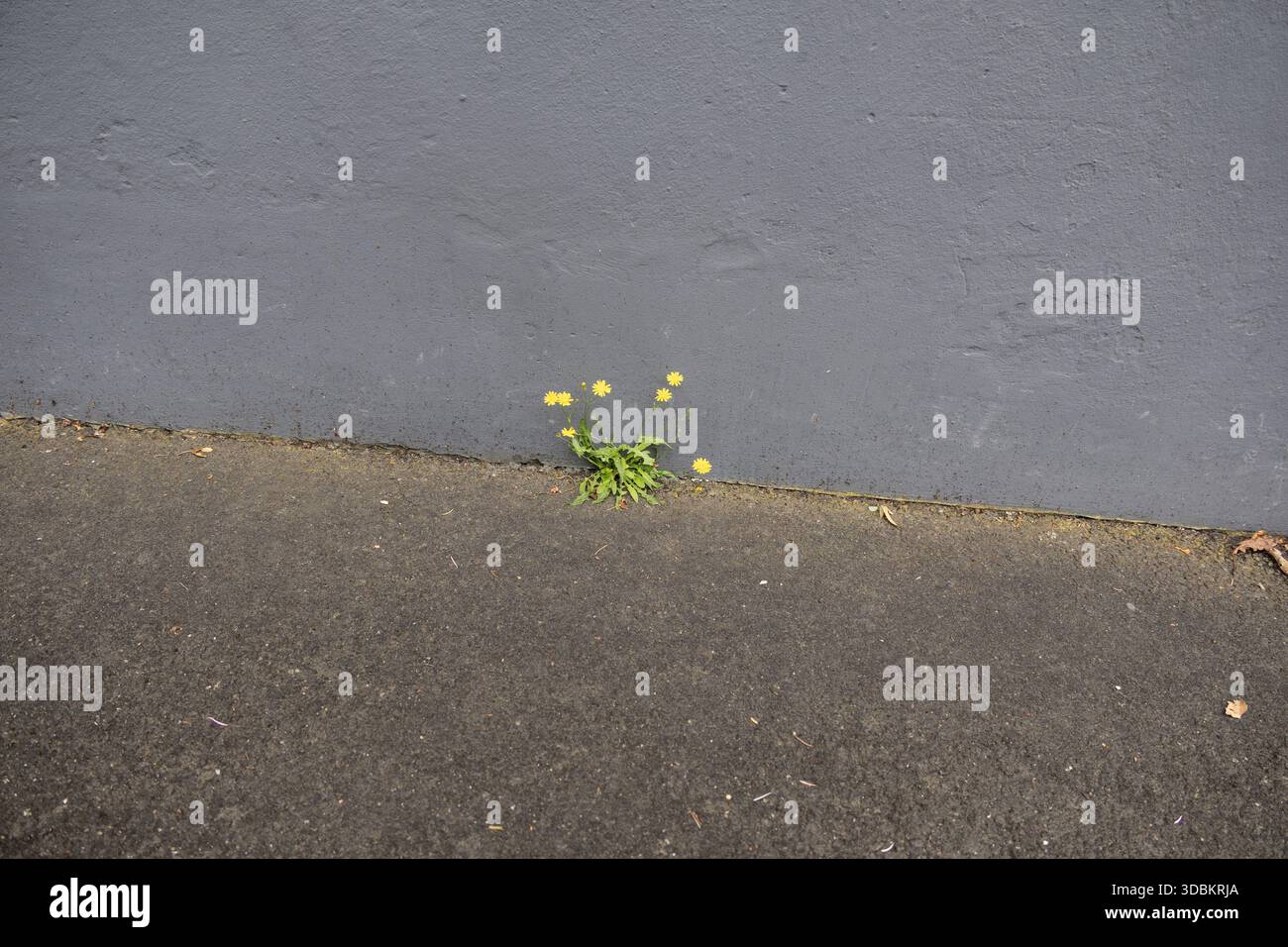 Einsame Wiese Pippau wächst auf Mauerwerk mit gelben Blüten Stockfoto