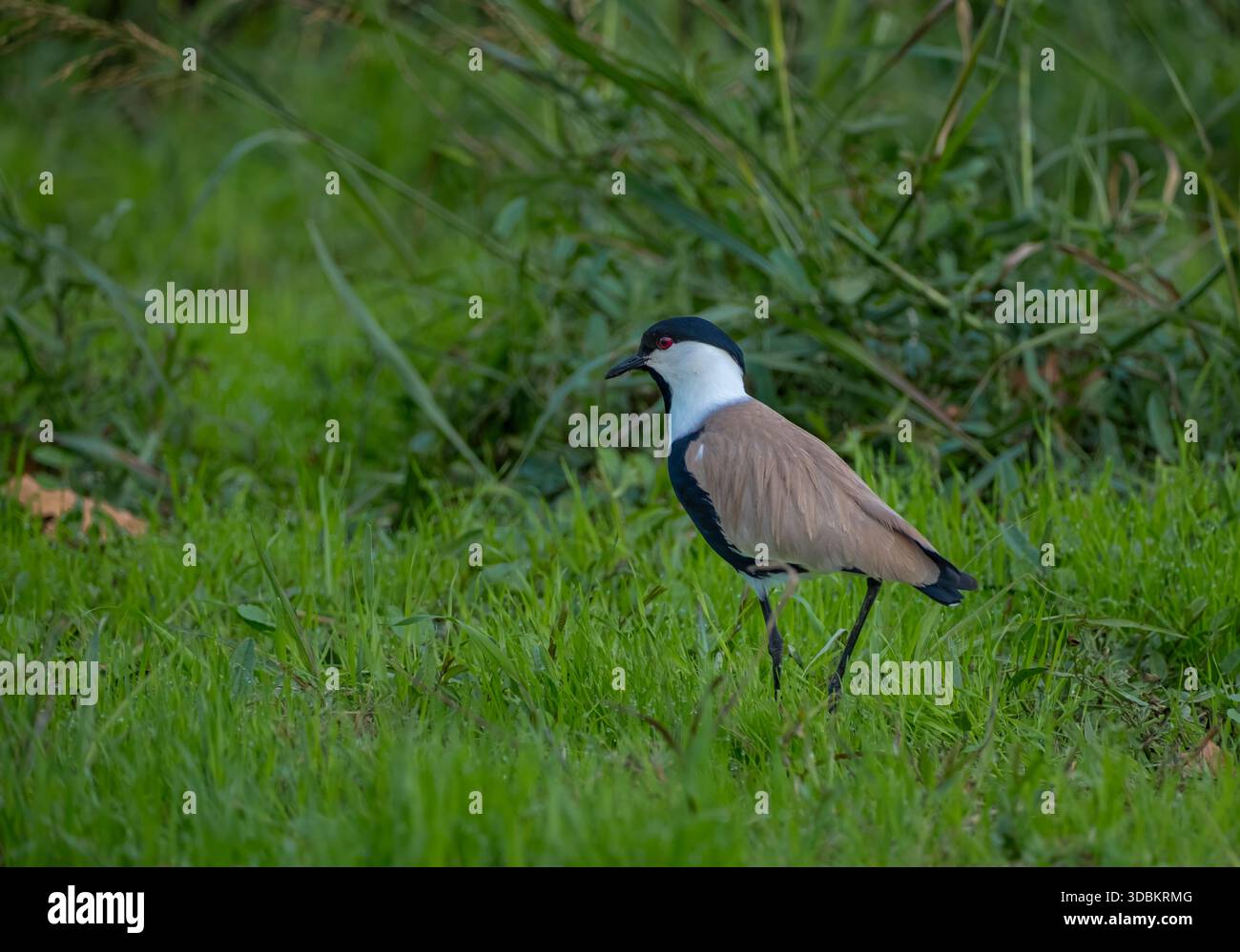 Sporengeflügelter Lapwing (Vanellus spinosus) im grünen Gras, Seitenprofil, scharfes Tierporträt. Stockfoto