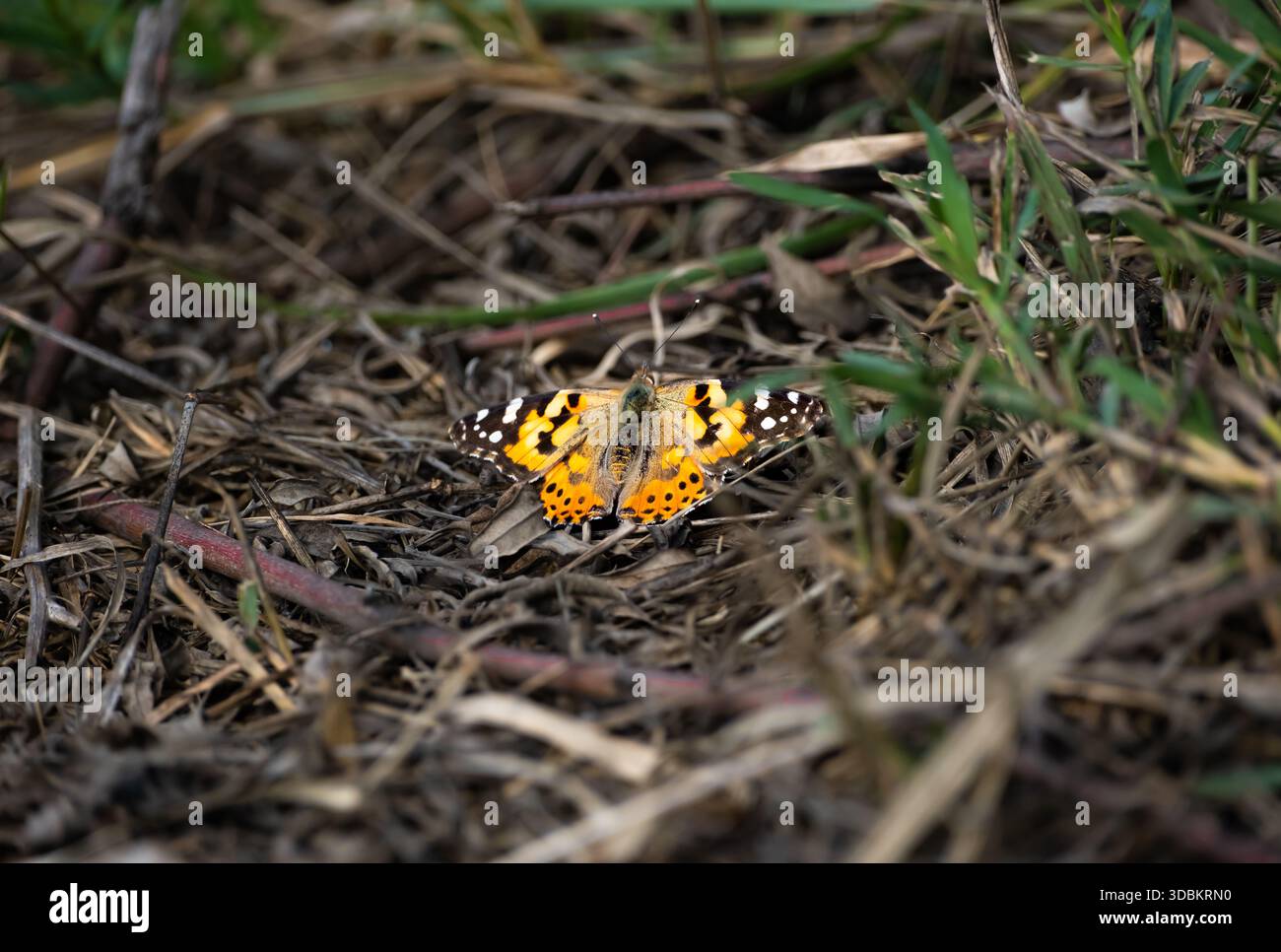 Gemalter Lady Butterfly (Vanessa cardui) auf trockenem Boden mit Gras, dorsale Ansicht mit orangefarbenen und schwarzen Flügelmustern. Stockfoto