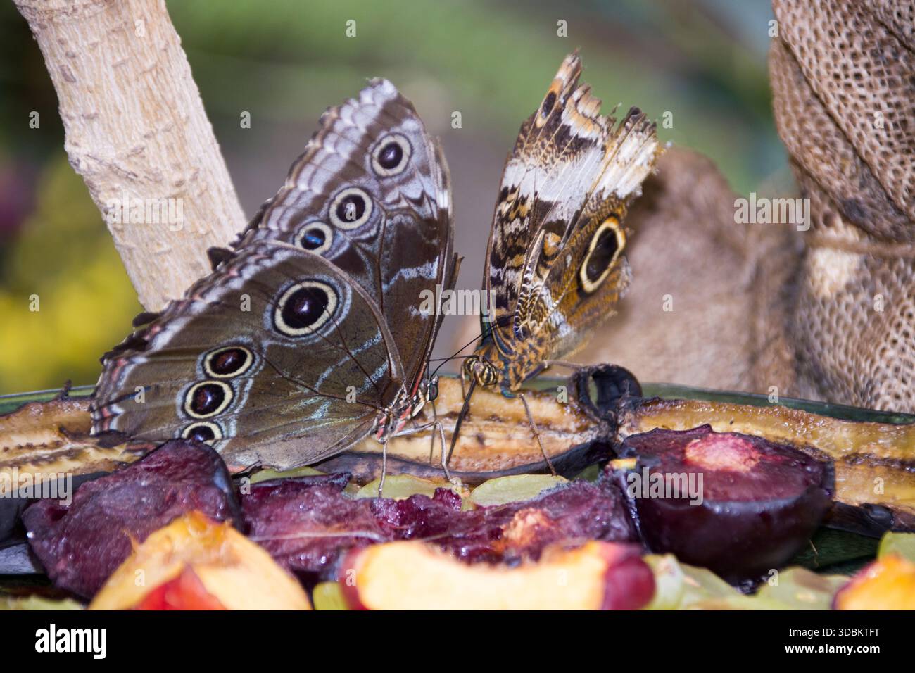 Blauer Morpho-Schmetterling (Morpho peleides) oder Himmelschmetterling in einem Schmetterlingsgarten Stockfoto