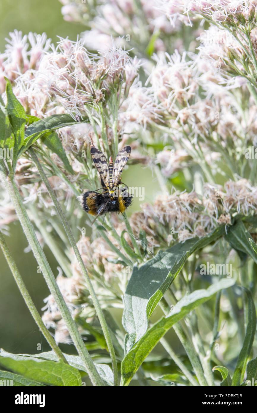 Die gewöhnliche Skorpionfliege (Panorpa communis) hat eine Hummel gejagt Stockfoto