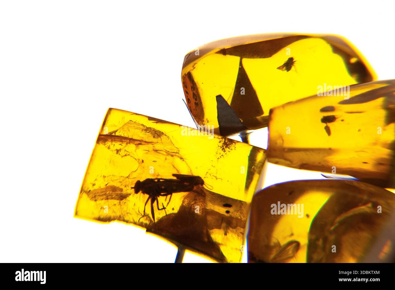 Insekteneinschlüsse in Bernstein Stockfoto