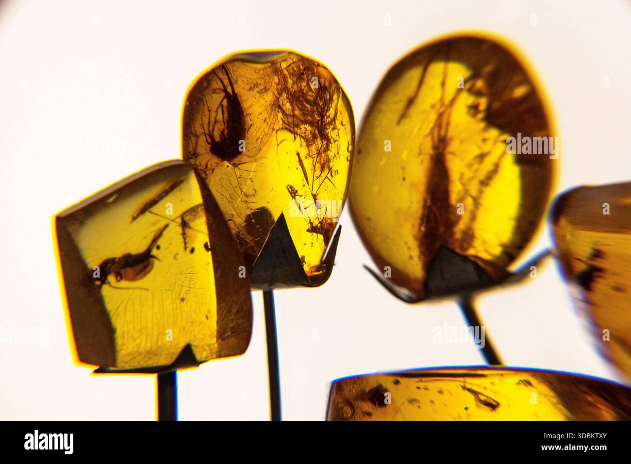 Insekteneinschlüsse in Bernstein Stockfoto