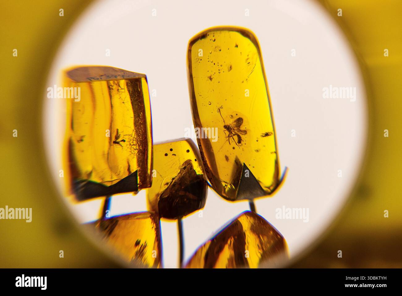 Insekteneinschlüsse in Bernstein Stockfoto