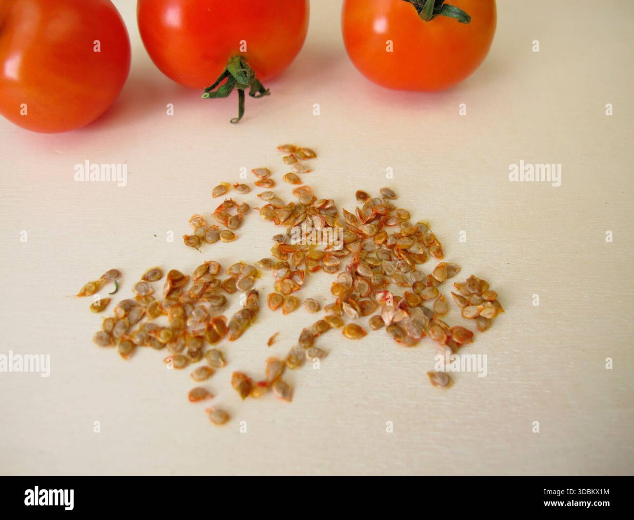 Selbstgeerntete Tomatensamen und frische rote Tomaten Stockfoto