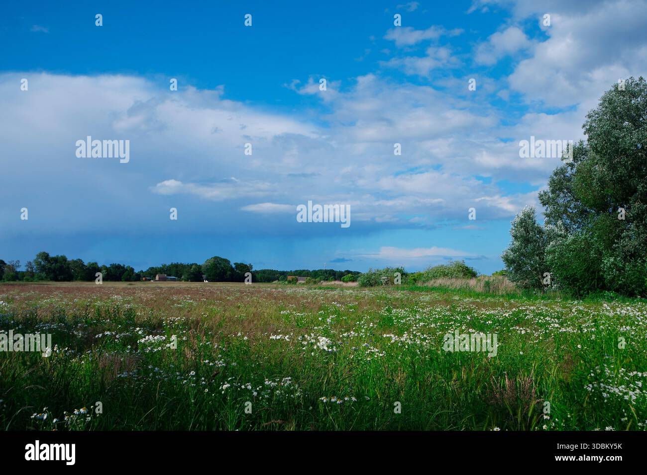 Grüne Wiese mit Wildblumen und blauer Himmel mit Wolken Stockfoto