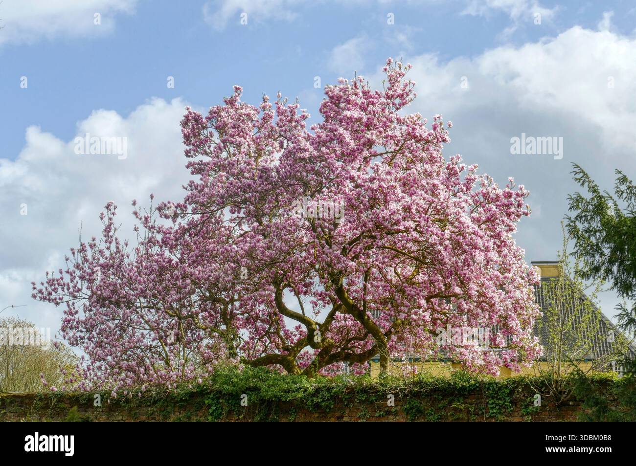 Dekorativer Kirschbaum hinter einer Mauer im Frühling Stockfoto