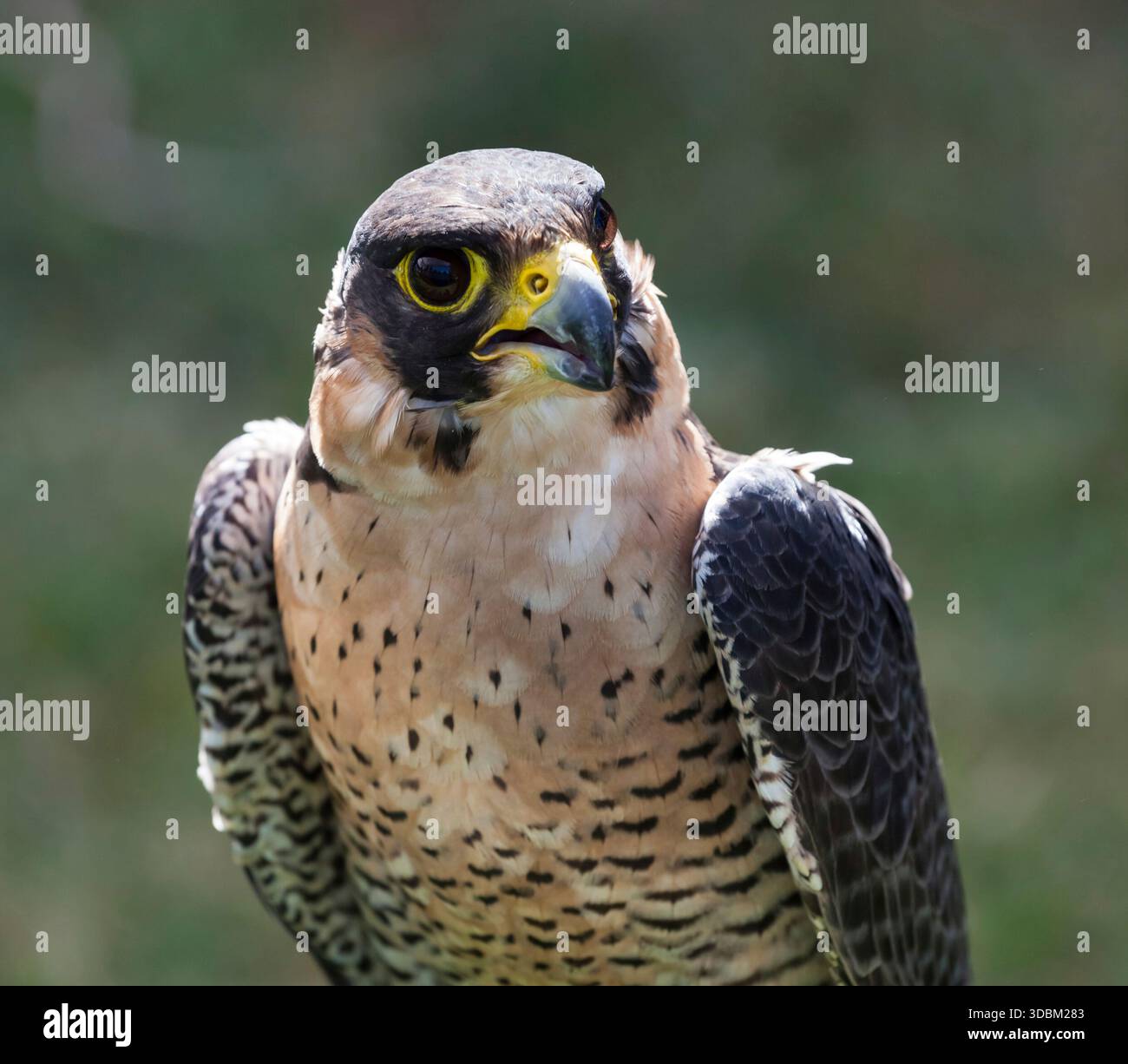 Nahaufnahme des Gesichts ein Wanderfalke (Falco Peregrinus). Stockfoto
