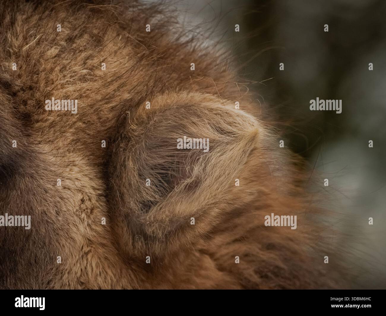 baktrische Kamele mit zotteligen Mänteln wurden kürzlich in unserem lokalen Zoo geboren. Nahaufnahme seines haarigen Ohres. Stockfoto