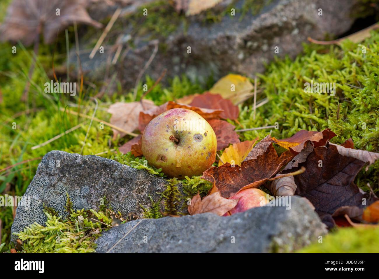 Gefallene Äpfel auf dem Boden mit Moos und gefallenen Blättern im Garten Stockfoto