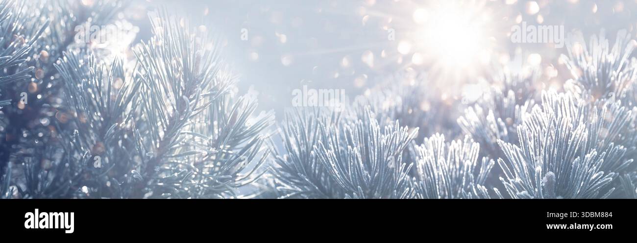 Verschwommener Winter- und weihnachtshintergrund mit verschneiten Tannenzweigen und abstrakten goldenen Lichtern in einer festlichen Weihnachtsszene. Horizontales Banner mit winterlichem Design und Platz für Text. Stockfoto
