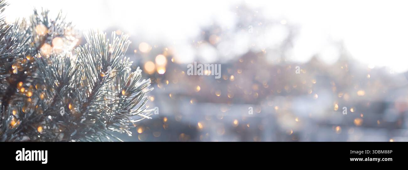 Verschwommener Winter- und weihnachtshintergrund mit verschneiten Tannenzweigen und abstrakten goldenen Lichtern in einer festlichen Weihnachtsszene. Horizontales Banner mit winterlichem Design und Platz für Text. Stockfoto