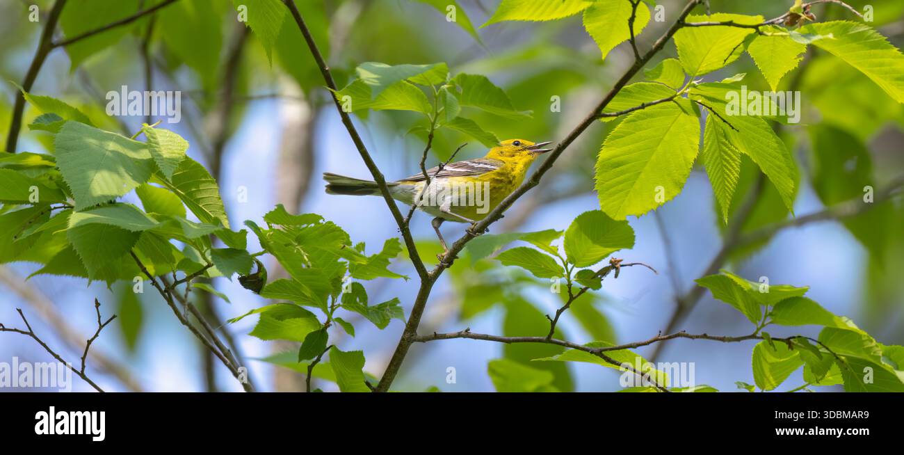 Kiefernwurmler an einem Junimorgen im Norden von Wisconsin. Stockfoto