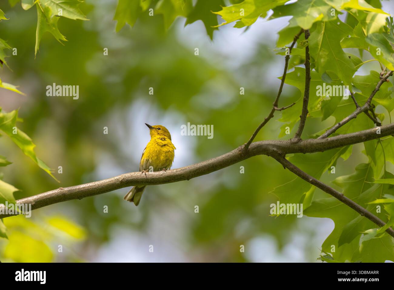 Kiefernwurmler an einem Junimorgen im Norden von Wisconsin. Stockfoto