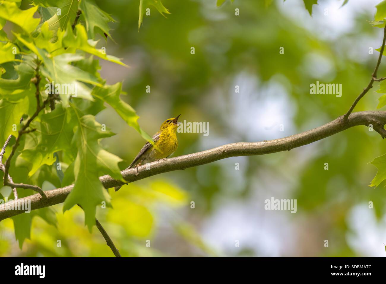 Kiefernwurmler an einem Junimorgen im Norden von Wisconsin. Stockfoto