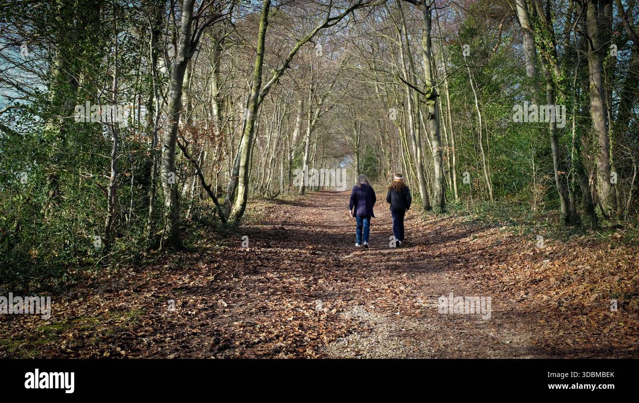 Grovely Wood, Wilton, Salisbury Wiltshire Großbritannien. 2025.der alte Wald ist Teil der Cranborne Chase National Landscape. Stockfoto